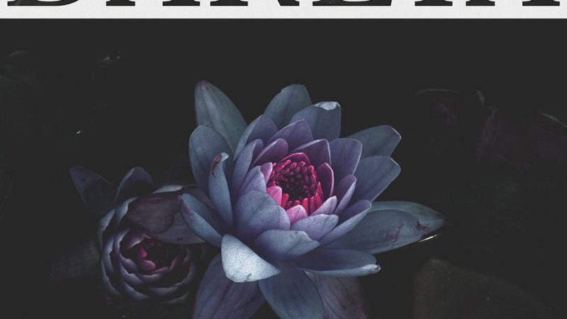 Darlia – “Petals”