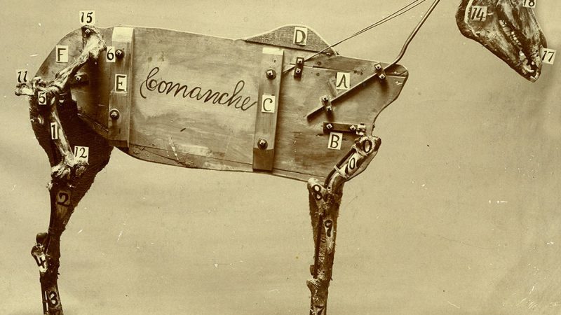 Chadwick Stokes – “The Horse Comanche”