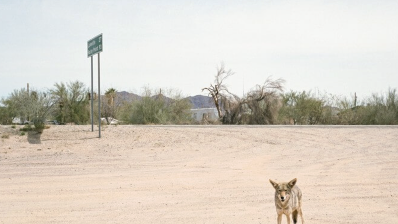 The Delines New album out 14 February